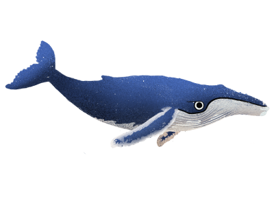 Humpback_Whale 2 Humpback_Whale 2